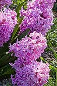 Dutch Hyacinth, Hyacinthus orientalis 'Fondant', flowers