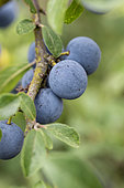 Blackthorn (Prunus spinosa) fruits in summer, Gers, France