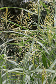 Johnson Grass (Sorghum halepense), gers, France