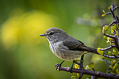 African dusky flycatcher (Muscicapa adusta) perched on a tree branch. Cape Town, Western Cape. South Africa.