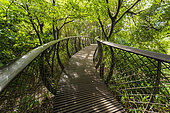 The Boomslang Aerial Walkway through the tree canopy at Kirstenbosch National Botanical Garden in Cape Town, Western Cape, South Africa.