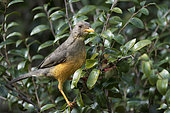 Olive thrush (Turdus olivaceus). Cape Town, Western Cape, South Africa.