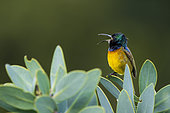 Orange-breasted sunbird (Anthobaphes violacea). Betty's (Bettys) Bay. Whale Coast. Overberg. Western Cape. South Africa
