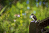 African dusky flycatcher (Muscicapa adusta) perched on a park bench. Cape Town, Western Cape. South Africa.