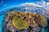 Corail à marrée basse, vue mi air mi eau sur le récif des piscines du sud avec en arrière plan une vue sur l'emblématique mont Choungui, Mayotte
