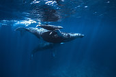 Humpback whale (Megaptera novaeangliae) mother and calf escorted by a third whale in the shallow waters of the Iris Bank in northern Mayotte.