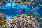 Snorkeling on the reef, a magnificent place to contemplate one of the most beautiful and complex ecosystems on the planet. Mayotte