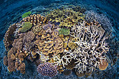 Ball of coral on the North reef of Mayotte.