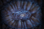 Detail of hard coral polyp (Oxypora sp), Mayotte