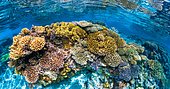Underwater panorama made from 8 photos on the magnificent spot of the southern pools during a low tide episode. Mayotte