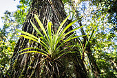 Werauhia (Werauhia gladioliflora) on a host tree in the rainforest,Puerto Viejo de Sarapiqui, Costa Rica