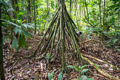 Walker Palm or Stilt Palm (Socratea exorrhiza) in the rainforest at Puerto Viejo de Sarapiqui, Costa Rica