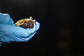 Chauve-souris à queue courte de Sowell (Carollia sowelli) attrapé dans le cadre d'une étude sur la pollinisation, forêt tropicale de la station de recherche "La Selva" à Puerto Viejo de Sarapiqui, Costa Rica