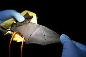 Sowell's short-tailed bat (Carollia sowelli) caught as part of a pollination study, rainforest at the "La Selva" research station in Puerto Viejo de Sarapiqui, Costa Rica