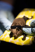 Researchers applying a mascara brush to the hairs of a Sowell's short-tailed bat (Carollia sowelli) to test methods to capture pollen that bats may carry as part of a pollination study, rainforest at the "La Selva" research station in Puerto Viejo de Sarapiqui, Costa Rica