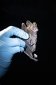 Fringe-lipped Bat (Trachops cirrhosus) in the hand of a scientist as part of a pollination study, tropical forest at the "La Selva" research station in Puerto Viejo de Sarapiqui, Costa Rica
