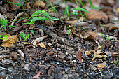 Common Pauraque (Nyctidromus albicollis) hidden in leaves, Costa Rica