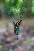 Colibri Ariane à ventre gris (Amazilia tzacatl) dans un filet installé par un chercheur dans le cadre d'une étude sur la pollinisation, forêt tropicale de la station de recherche "La Selva" à Puerto Viejo de Sarapiqui, Costa Rica /