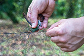 Chercheur attrapant un colibri Ariane à ventre gris (Amazilia Tzacatl) dans un filet installé pour une étude sur la pollinisation, forêt tropicale de la station de recherche "La Selva" à Puerto Viejo de Sarapiqui, Costa Rica
