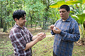 Chercheurs relevant le pollen à l'aide de ruban adhésif sur le bec d'un colibri Ariane à ventre gris dans le cadre d'une étude sur la pollinisation, forêt tropicale de la station de recherche "La Selva" à Puerto Viejo de Sarapiqui, Costa Rica
