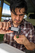 Chercheur mesurant le bec d'un colibri Ariane à ventre gris dans le cadre d'une étude sur la pollinisation, forêt tropicale de la station de recherche "La Selva" à Puerto Viejo de Sarapiqui, Costa Rica