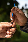 Researchers picking up pollen with a brush from the beak of a hummingbird Stripe-throated Hermit as part of a pollination study, rainforest at the "La Selva" research station in Puerto Viejo de Sarapiqui, Costa Rica