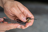 Researcher measuring a 2.6 gram Stripe-throated Hermit hummingbird wing as part of a pollination study, rainforest at the "La Selva" research station in Puerto Viejo de Sarapiqui, Costa Rica