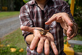 Chercheur relâchant un colibri fleur de 2,6 grammes dans le cadre d'une étude sur la pollinisation, forêt tropicale de la station de recherche "La Selva" à Puerto Viejo de Sarapiqui, Costa Rica