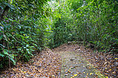 Path in the rainforest to the research station "La Selva" in Puerto Viejo de Sarapiqui, Costa Rica