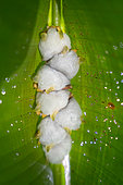 Chauve-souris blanche (Ectophylla alba) posée sous une feuille d'Heliconia (Heliconia sp) au Costa Rica