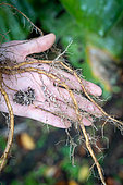 27-year-old female researcher working on nitrogen exchange between bacteria and the roots of legumes showing an example of a nodule of bacteria attached to the roots in the rainforest of the "La Selva" research station in Puerto Viejo de Sarapiqui, Costa Rica