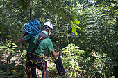 Jeune homme s’apprêtant à monter à un arbre afin de vérifier la bonne croissance d'oisillons Ara de Buffon dans un nid artificiel, Région de Limon, Costa Rica