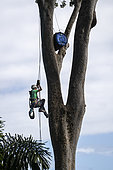 Young man climbing a tree to check on the good growth of Great Green Macaw chicks in an artificial nest, Limon Region, Costa Rica