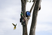 Jeune homme à 29 mètre de hauteur tenant dans un sac en tissus contenant les 3 oisillons Ara de Buffon provenant d'un nid artificiel installé dans un Amandier des montagnes. Cette opération est réalisé afin de vérifier la bonne croissance des oisillons et de les baguer, Région de Limon, Costa Rica