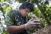 Checking the general health of a Great Green Macaw (Ara Ambiguus) chick, Limon Region, Costa Rica