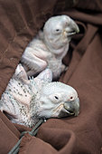 Great Green Macaw (Ara Ambiguus) chicks in a cloth bag before being weighed, Limon Region, Costa Rica