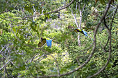 Couple of Buffon's Macaw or Great Green Macaw (Ara Ambiguus) in flight in the Limon region of Costa Rica