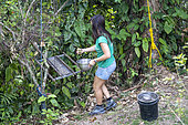Young woman preparing a feeder containing sunflower seeds and mountain almond tree fruits for reintroduced Great Green Macaws, Limon Region, Costa Rica
