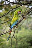 Buffon's Macaw or Great Green Macaw (Ara Ambiguus) perched on a branch in the Limon region of Costa Rica