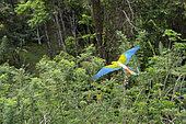 Buffon's Macaw or Great Green Macaw (Ara Ambiguus) in flight in the Limon region of Costa Rica