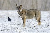 Eurasian Wolf (Canis lupus lupus) attentive on a clearing in winter, view into the camera, Carpathians, Carpathians, Poland, Europe