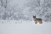 A wolf (Canis lupus) on a meadow in a winter setting, Bieszczady, Poland, Europe