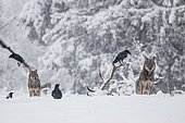 Pack of wolves (Canis lupus) observes ravens (Corvus corax) feeding on the carcass, winter meadow, podkarpackie, Bieszczady mountains, Poland, Europe