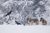 Pack of wolves (Canis lupus) observes ravens (Corvus corax) feeding on the carcass, winter meadow, podkarpackie, Bieszczady mountains, Poland, Europe