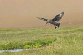 Great skua (Stercorarius skua) in flight, Shetland, Scotland