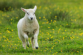 Shetland sheep, lamb (Ovis aries) running in a meadow, Shetland, Scotland