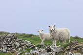 Shetland sheep, ewe and her lamb (Ovis aries) on the ruins of a stone wall, Shetland, Scotland
