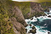 Rocky coastline of Hermaness Point, Unst Island, Shetland, Scotland