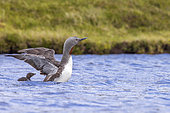 Red-throated Diver (Gavia stellata) and chick on a loch, Shetland, Scotland