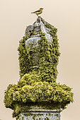 Northern Wheatear (Oenanthe oenanthe) perched on top of a gravestone, Shetland, Scotland